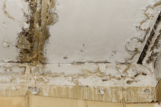 Best Post-Remediation Verification Testing  in Moapa Valley, NV