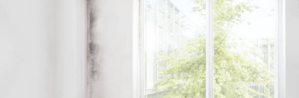 Best Mold Documentation for Insurance Claims  in Moapa Valley, NV